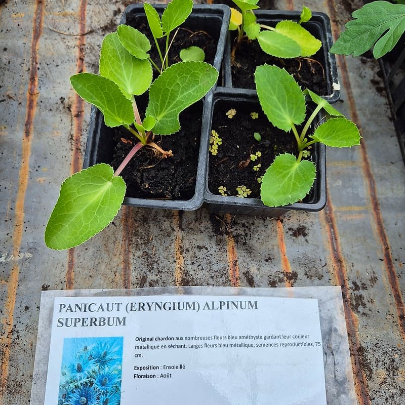 Panicaut