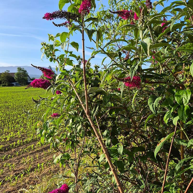 Buddleia