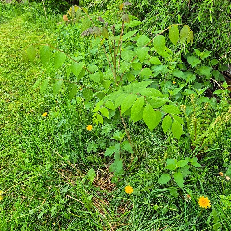 Arbre aux haricots bleus