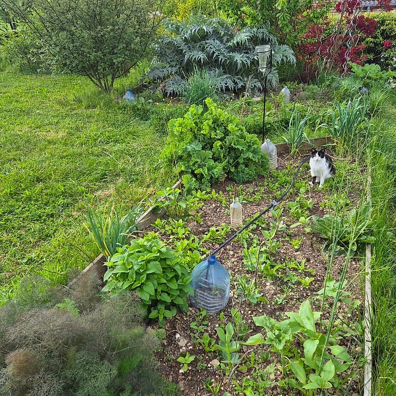 Potager haut