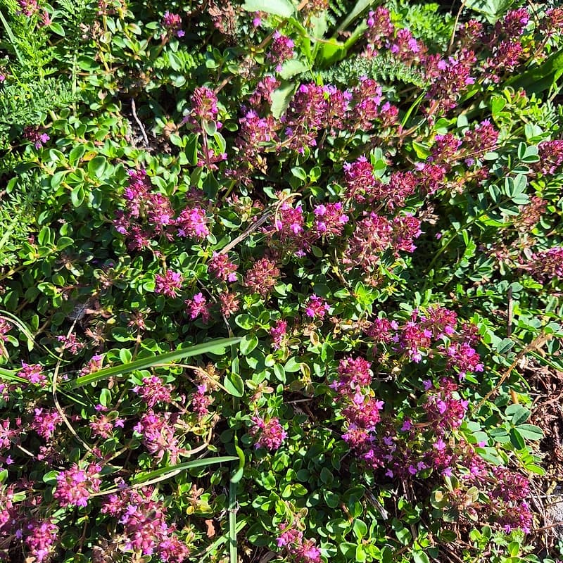 Thym serpolet
