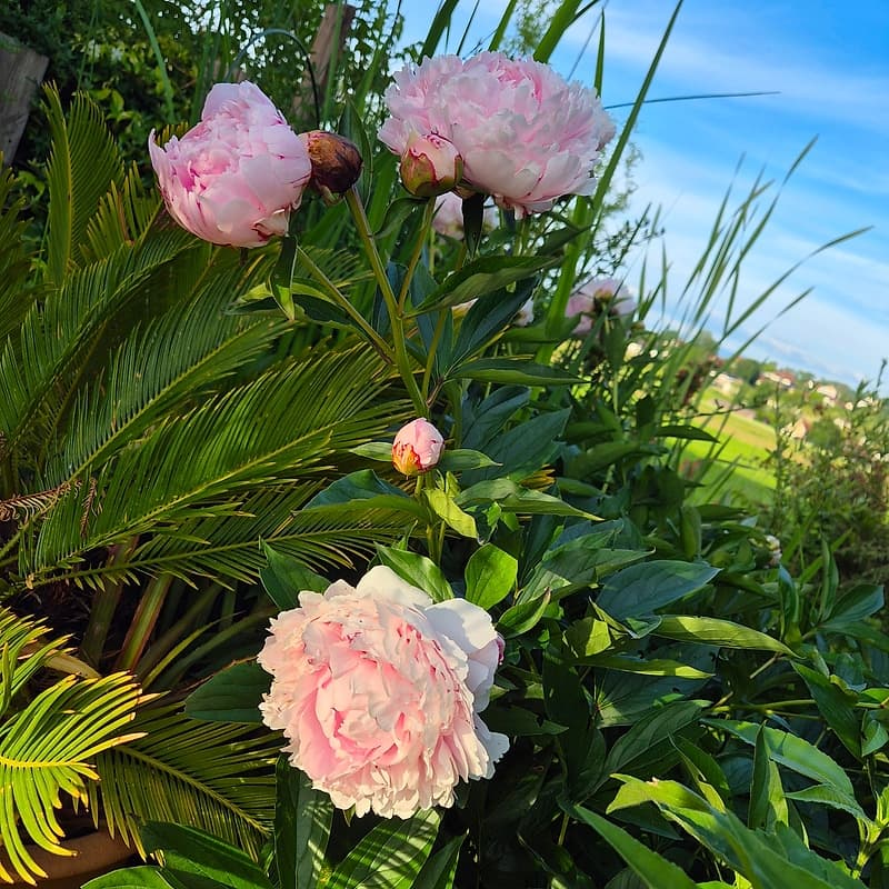 Pivoines 