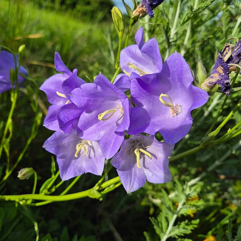 Campanules pulsatiles 