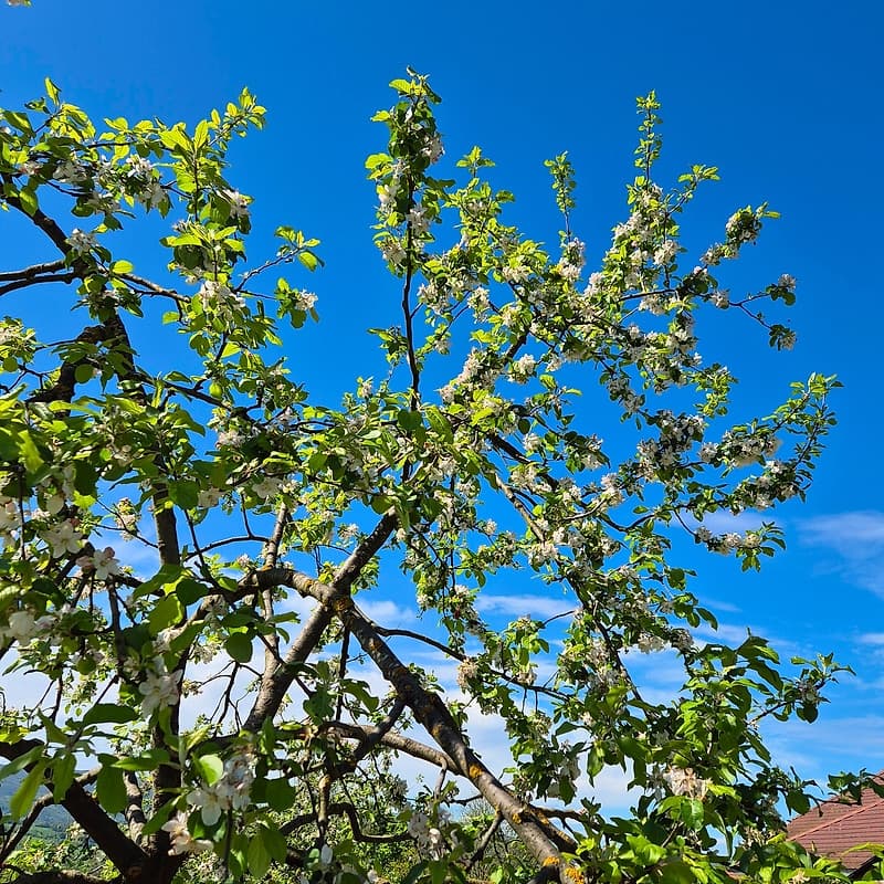 Pommier Querina GS 1