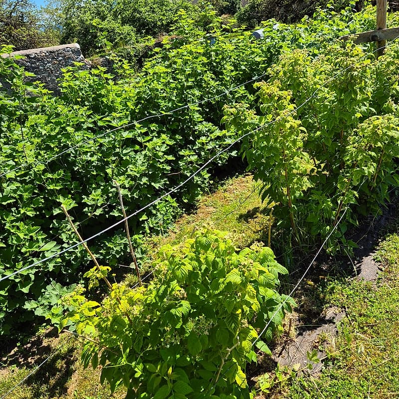 Rangées gauches