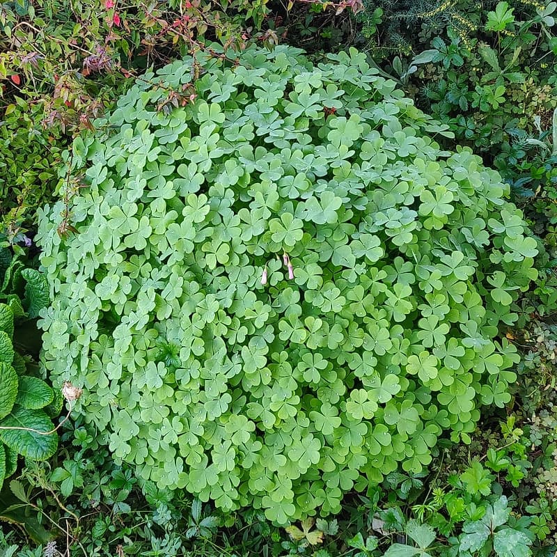 Oxalis