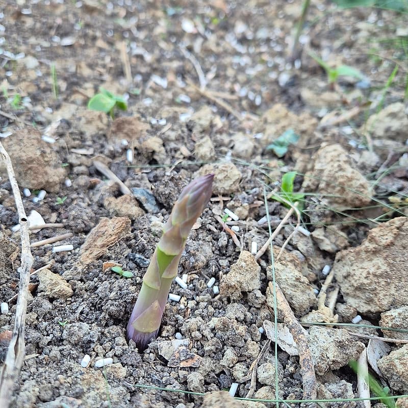 Asperges
