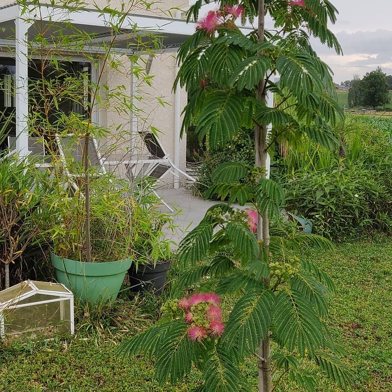 Albizia