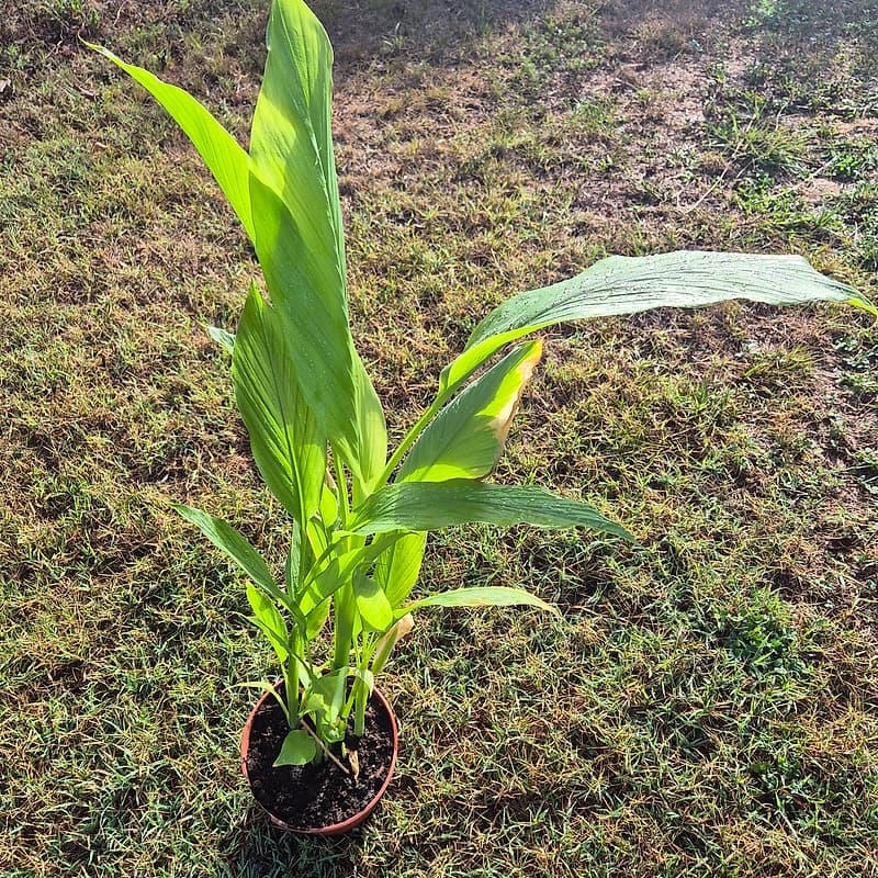 Curcuma