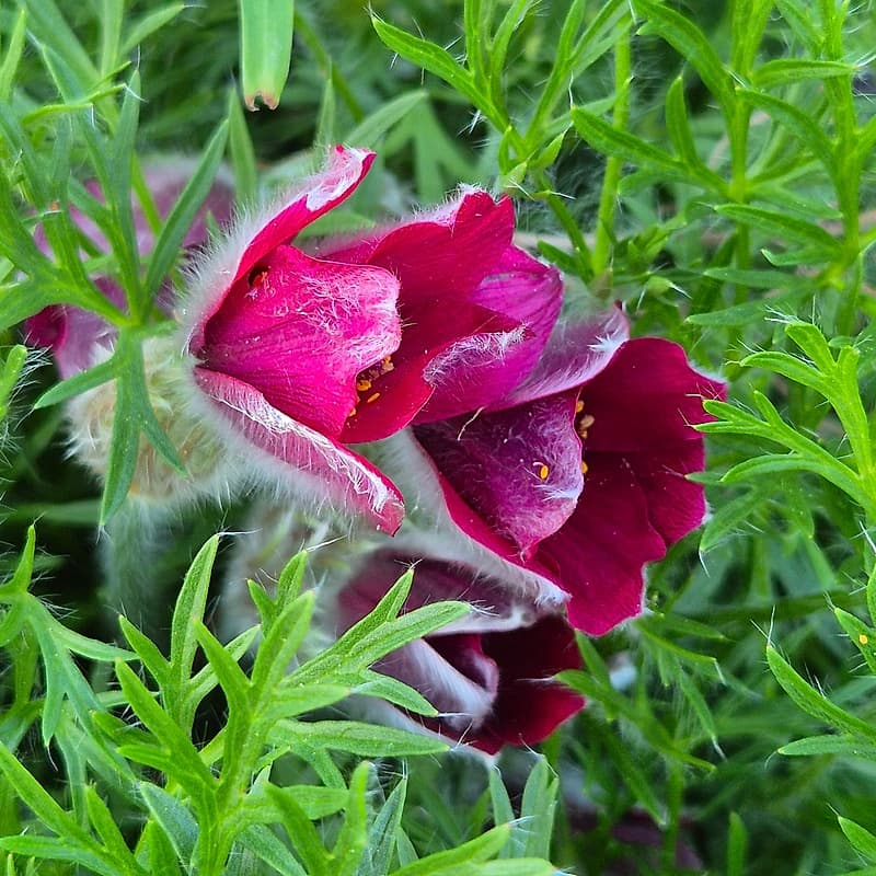 Anémone pulsatille rouge