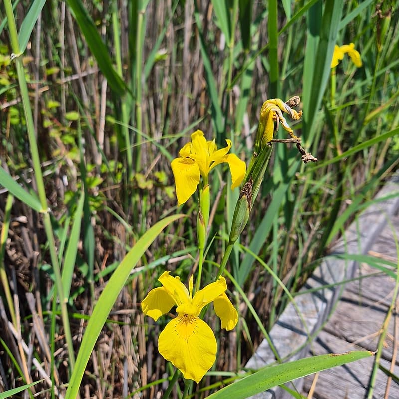 Iris jaune des marais