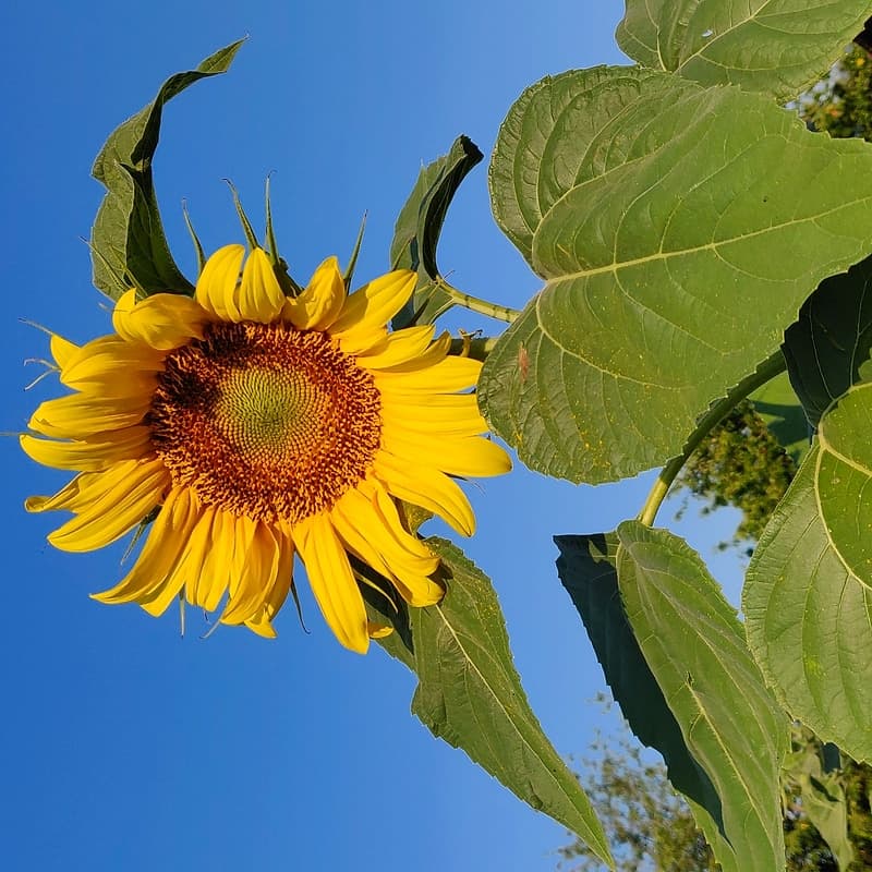 Tournesol 