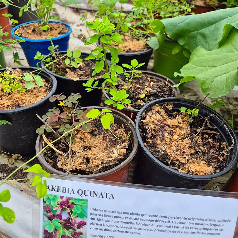 Akebia quinata