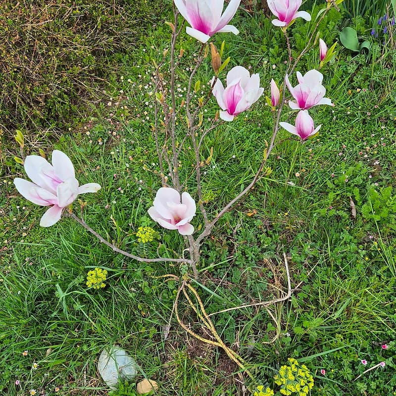 Magnolia 