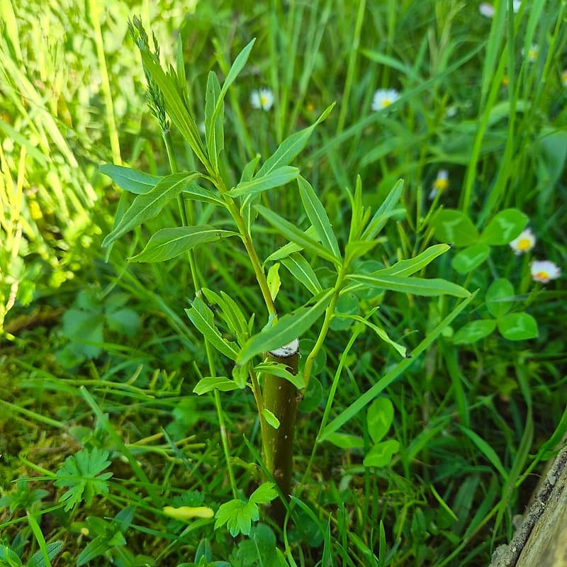 Saule américain de Plock