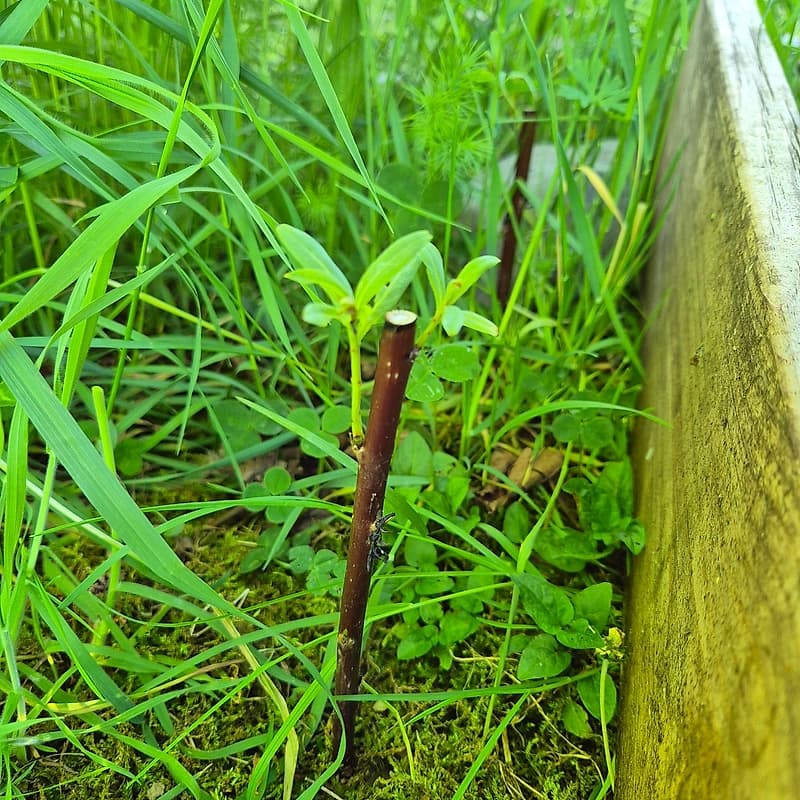 Saule purpurea Daphnoides