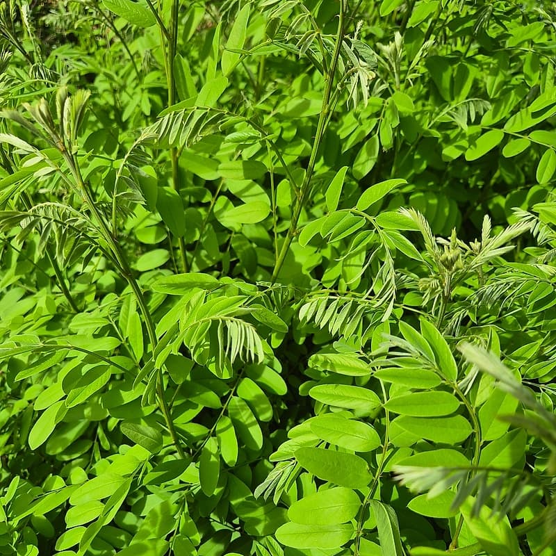Amorphe buisonnante