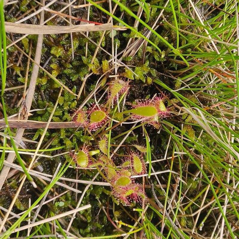 Rossolis à longue feuille
