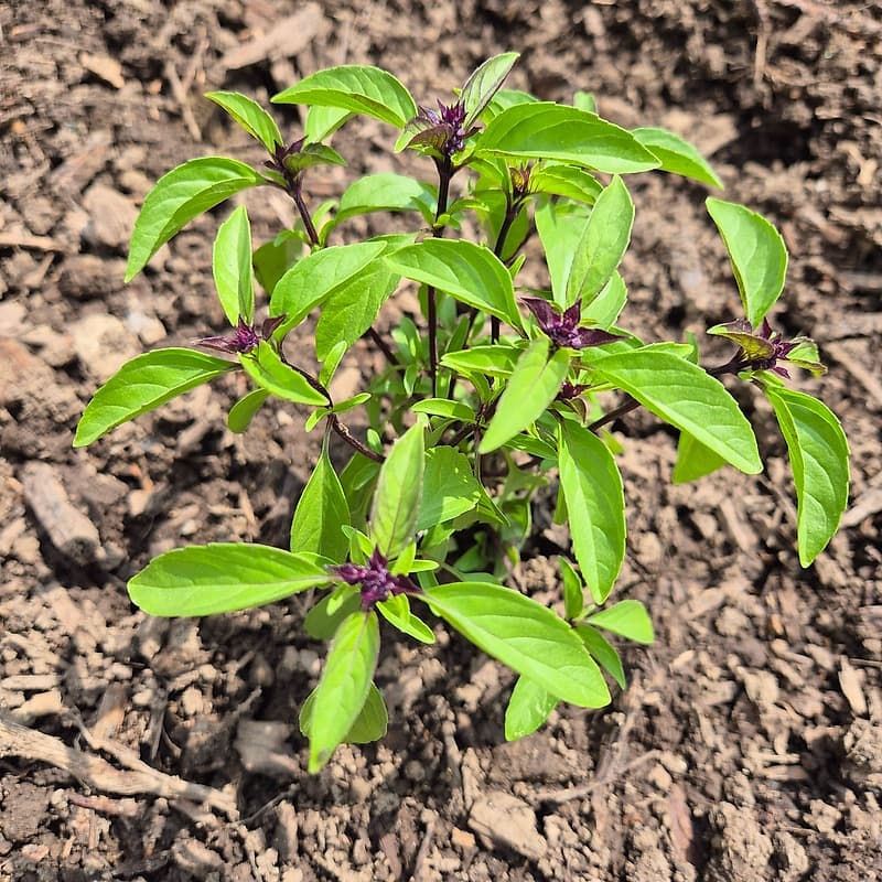 Basilic Sacré Tulsi