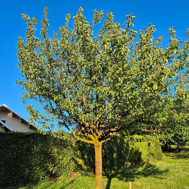 Pommier Croison de Boussy MS