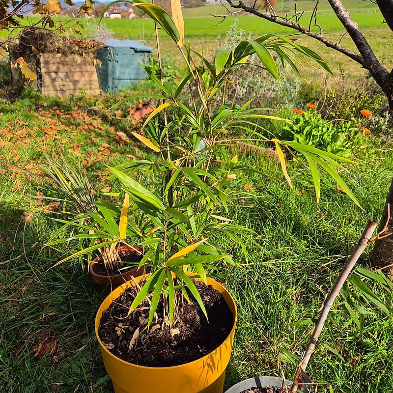 Arundinaria Viridistriata