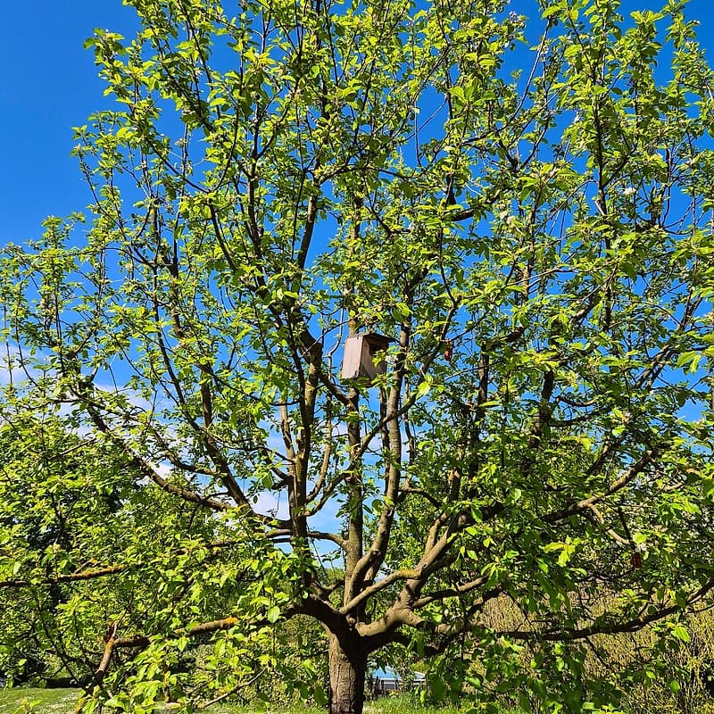 Pommier Ariane GS #1