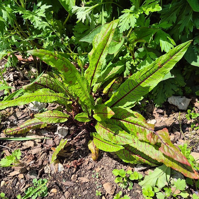 Oseille sanguine