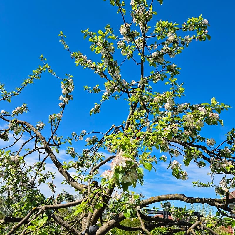 Pommier Querina CE1