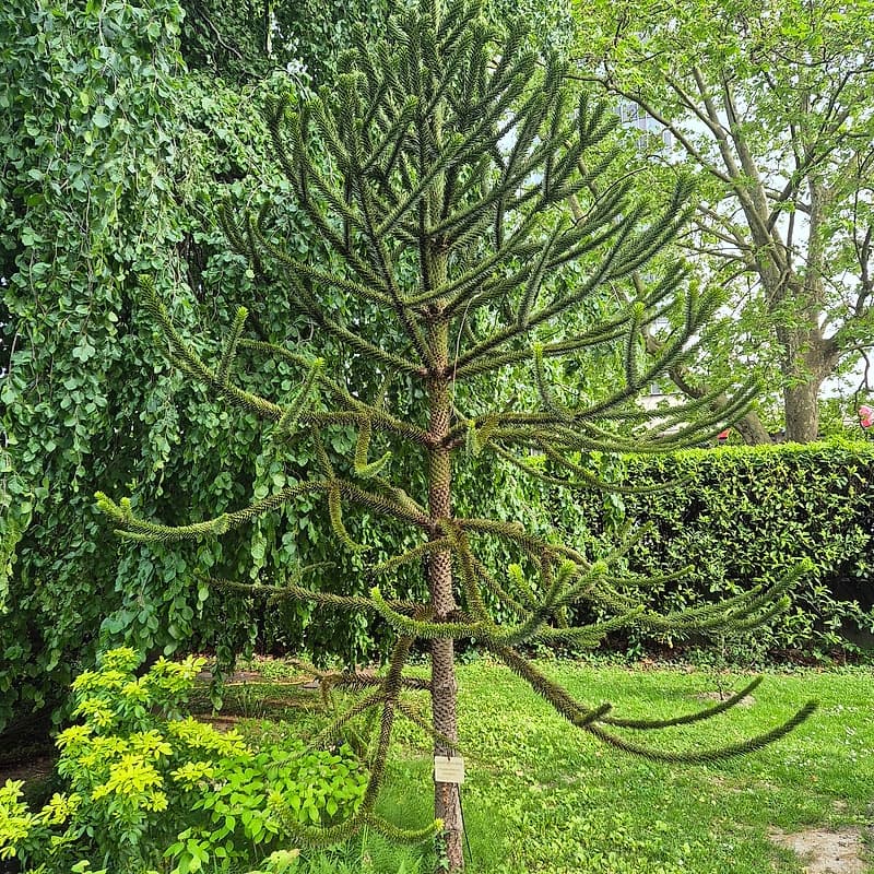 Desespoir du singe
