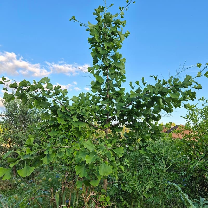 Ginkgo biloba