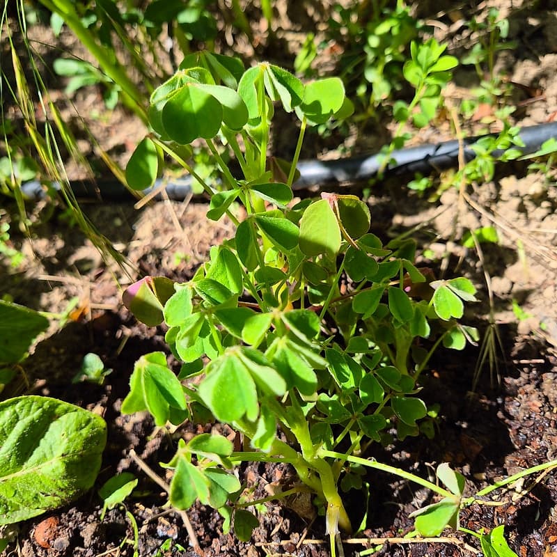 Oca du Pérou