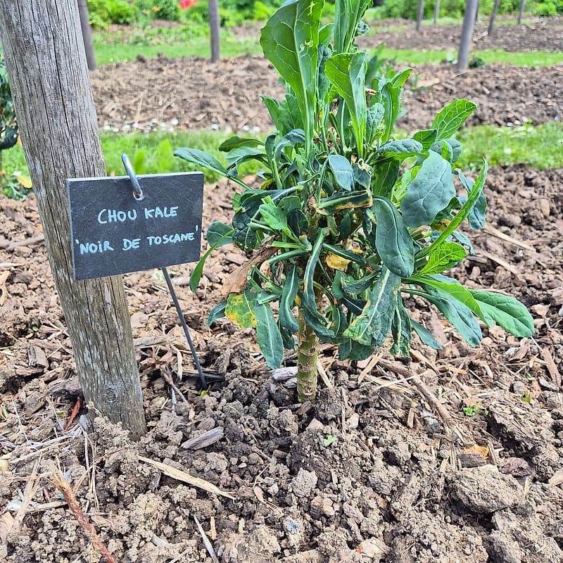 Chou kale "noir de Toscane"