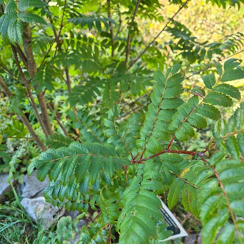 Sorbier des oiseleurs
