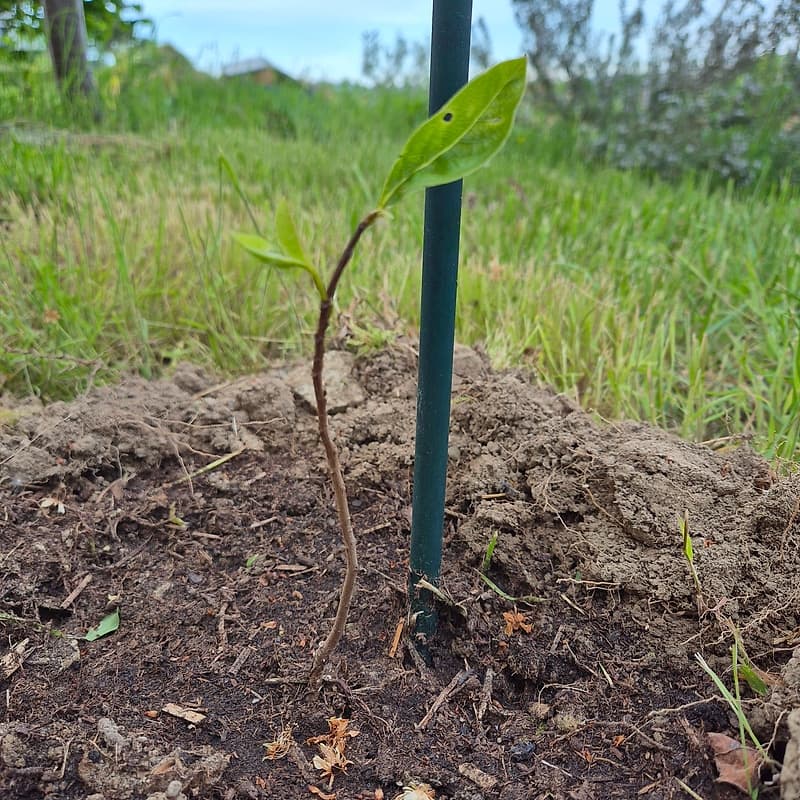 Asiminier sunflower