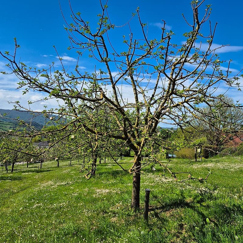 Croque de l'ain CM1