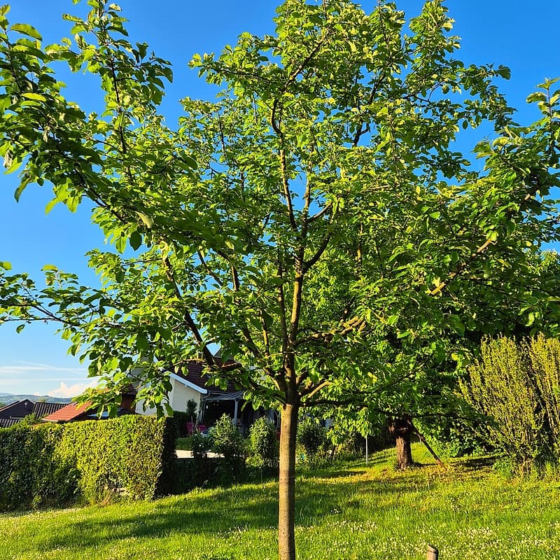 Pommier Ariane GS #2