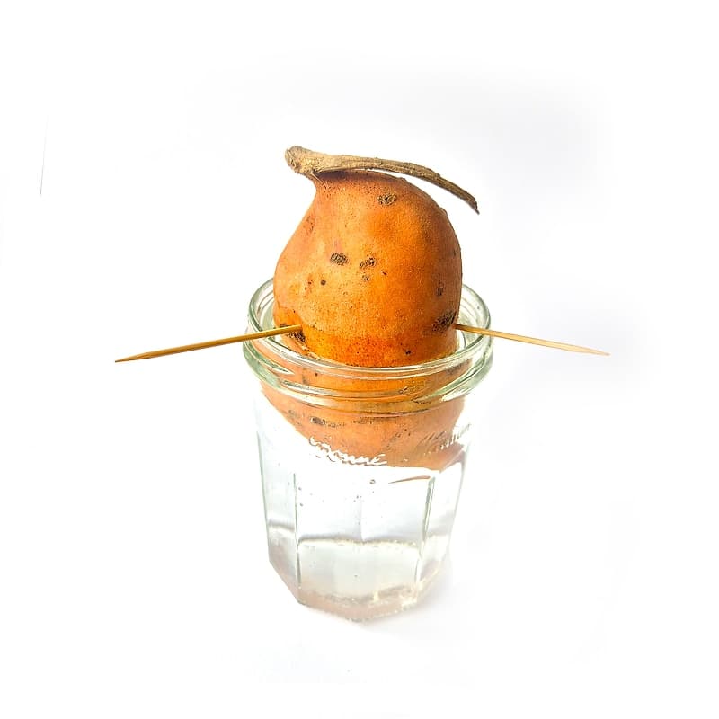 Patate douce