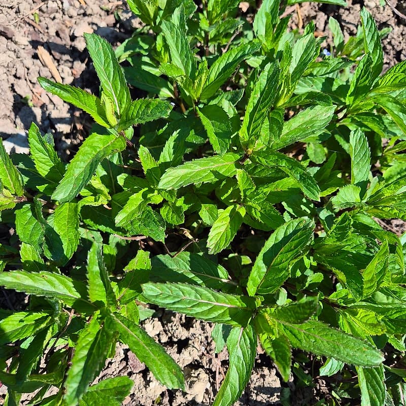 Menthe