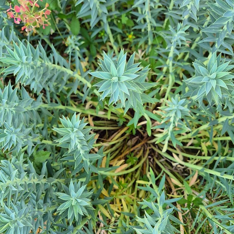 _Plante_depuis_photo_ ✏️