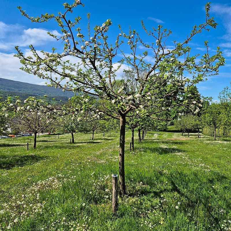 Grand Alexandre de Savoie CP