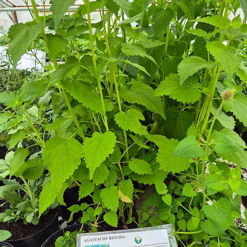 Agastache rugosa