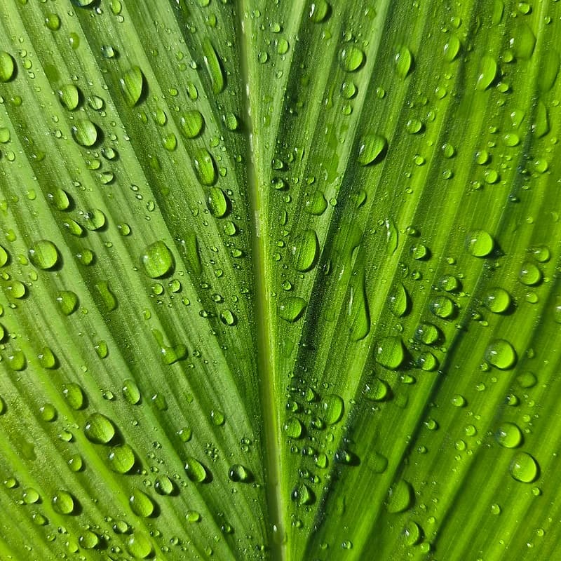 Plantes exotiques