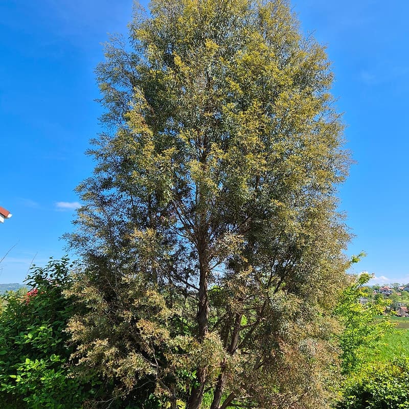Eucalyptus Gunni France Bleue 