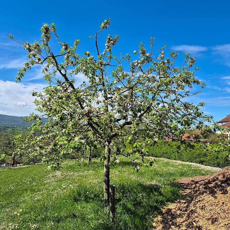 Pommier Querina GS 2