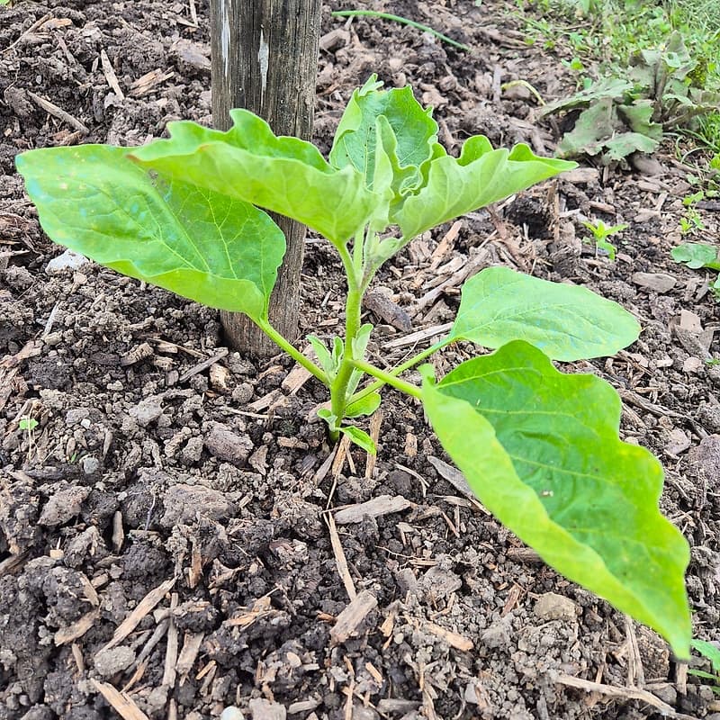 Aubergine 