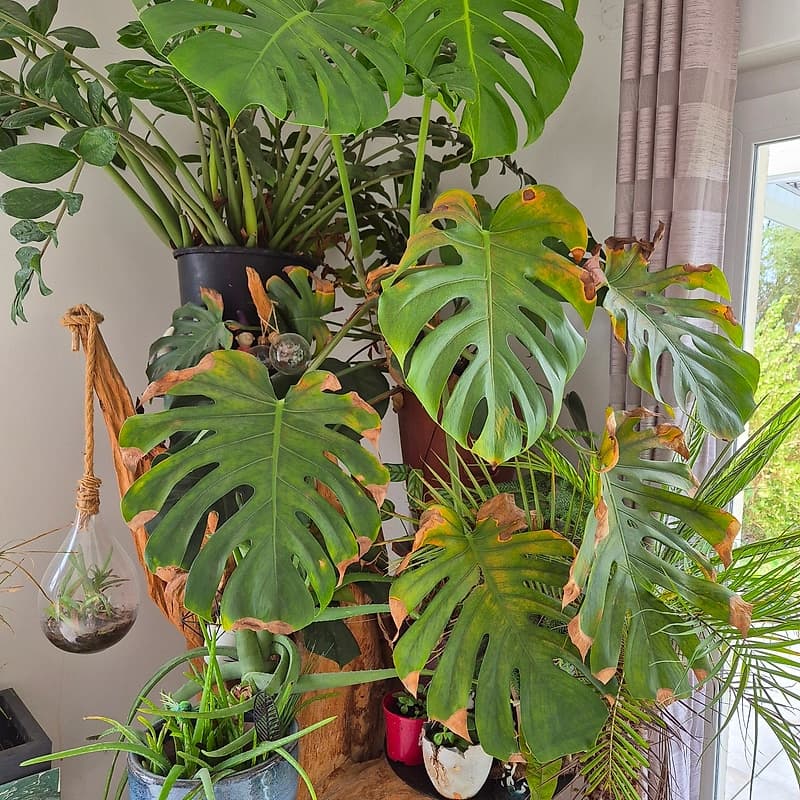 Monstera 