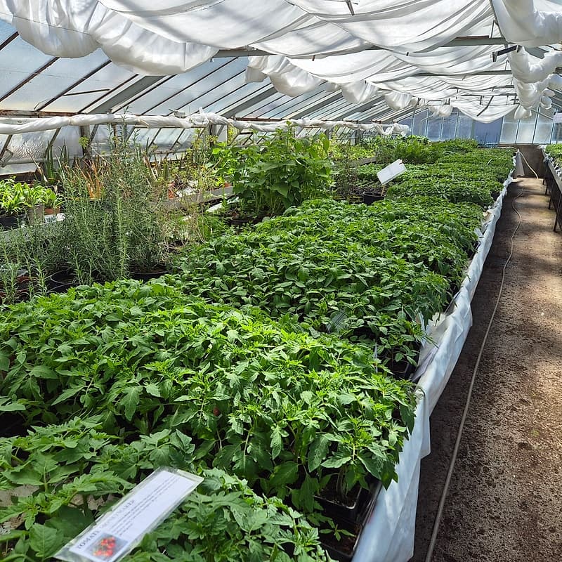 Serre vente de plantes