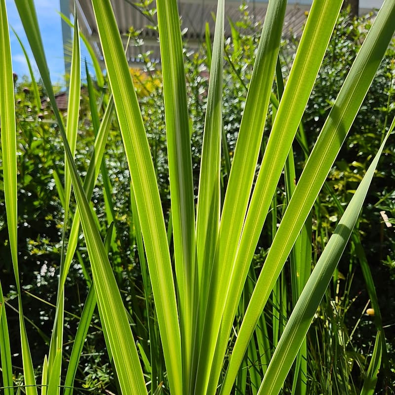 _Plante_depuis_photo_ ✏️