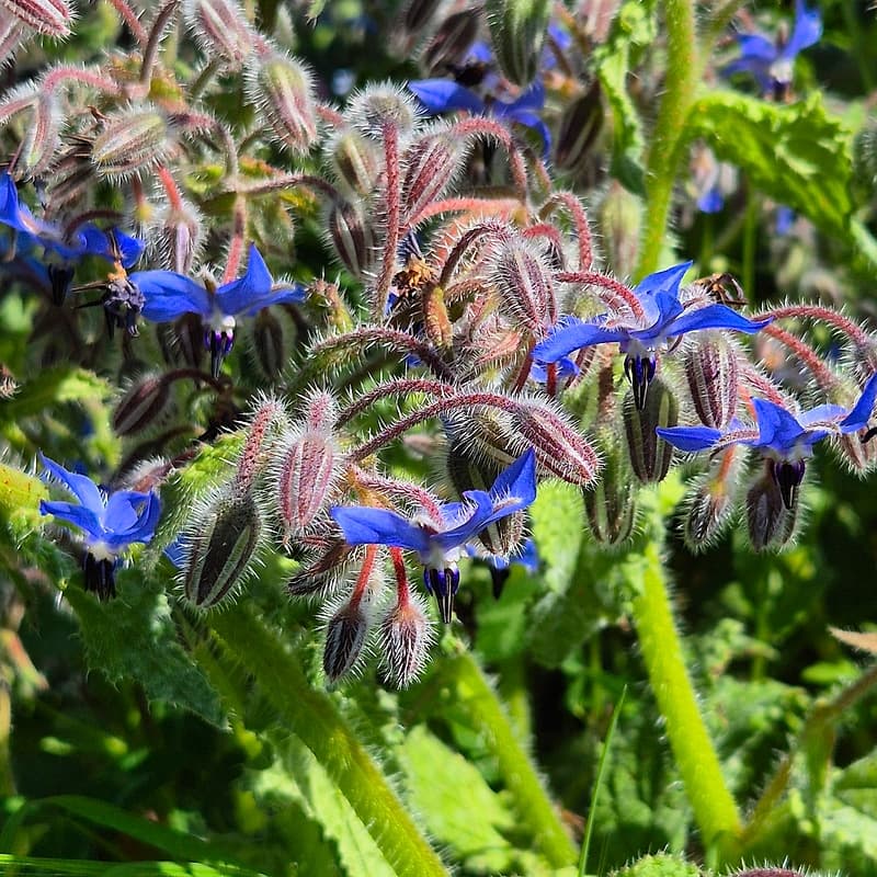 Bourrache à fleurs bleues