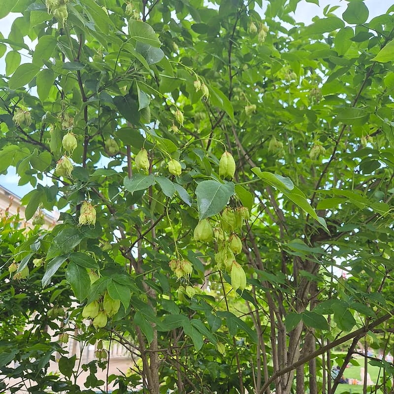 Faux pistachier
